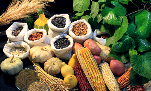 grãos embrapa Paulo Lanzetta